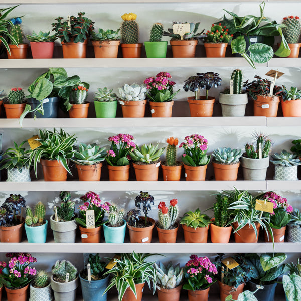 Indoor plants and mental wellbeing