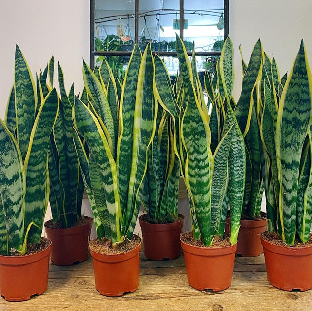 It’s Clean Air Day – which indoor plants are best for air purifying?