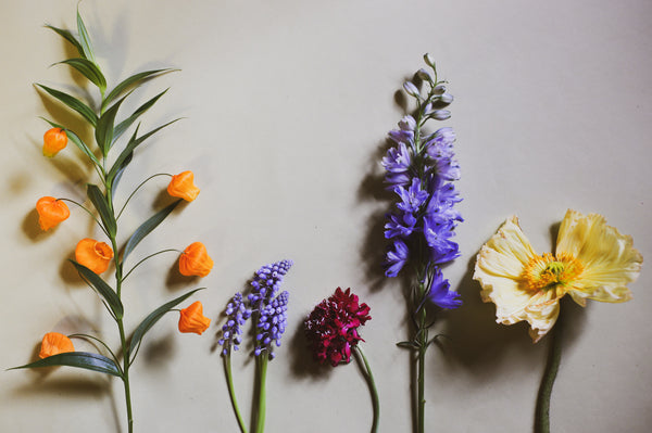 Stems of the Month: March