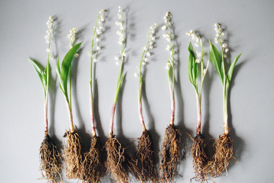 Stem of the Month: May