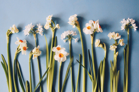 Stem of the Month: March