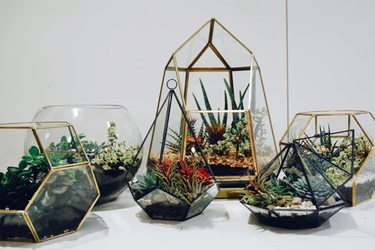 Terrariums Workshop
