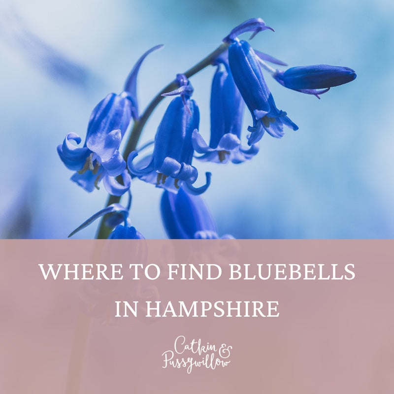 Where To Find The Best Bluebell Woods In Hampshire