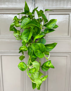 Epipremnum Global Green Hanging Plant