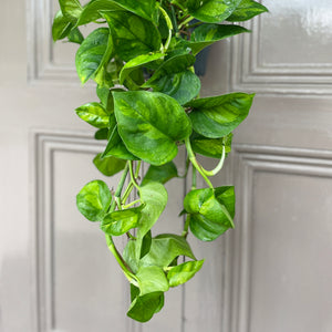 Epipremnum Global Green Hanging Plant