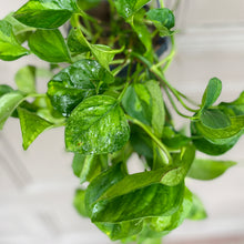 Epipremnum Global Green Hanging Plant
