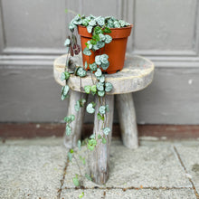 String of Hearts Hanging Plant