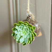 Small hanging Glass Terrarium