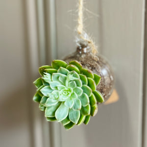 Small hanging Glass Terrarium