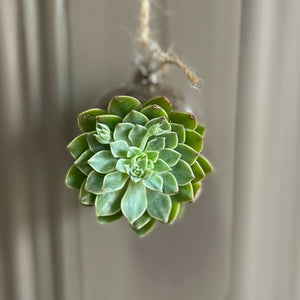 Small hanging Glass Terrarium