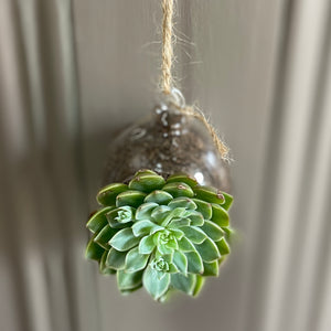 Small hanging Glass Terrarium