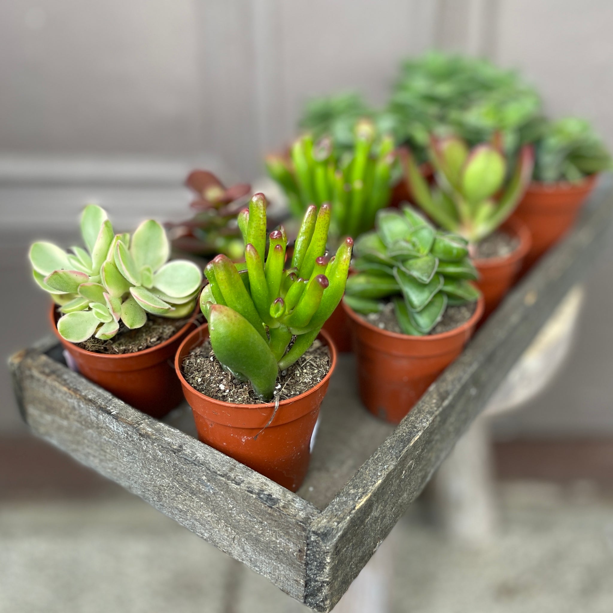 small potted succulents Small Potted Succulent – Catkin & Pussywillow