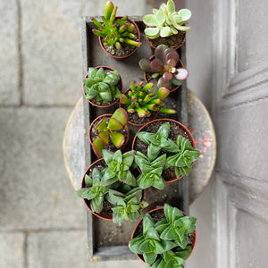Small Potted Succulent