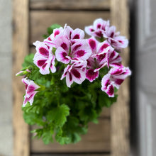 Small summer planter