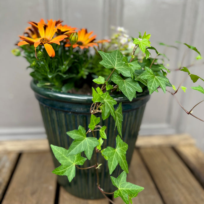 Medium Summer Planter