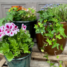 Small summer planter