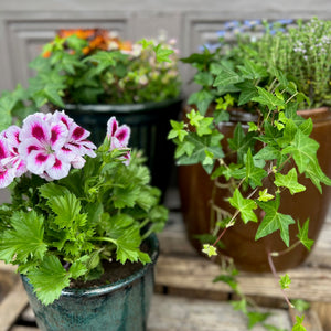 Small summer planter