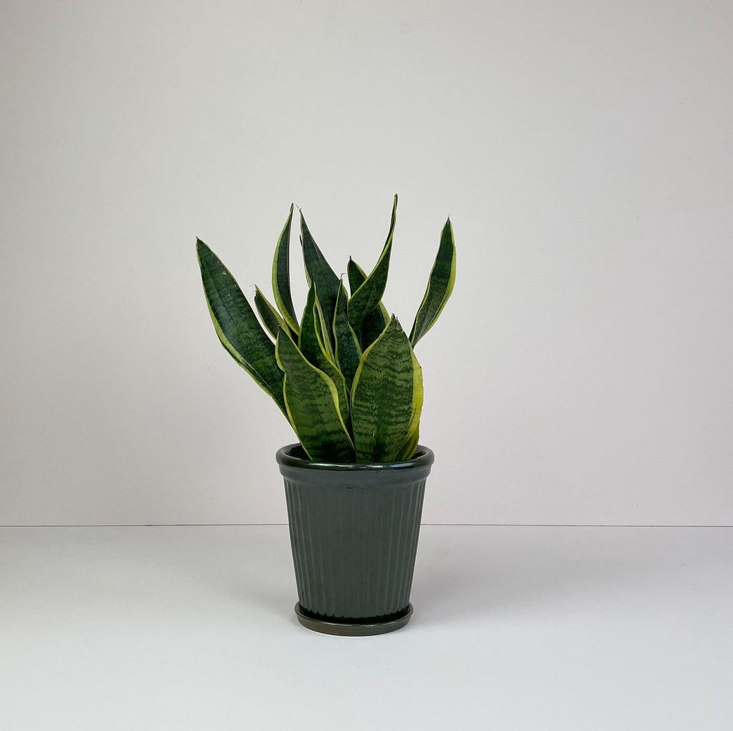 Medium Snake Plant and Planter