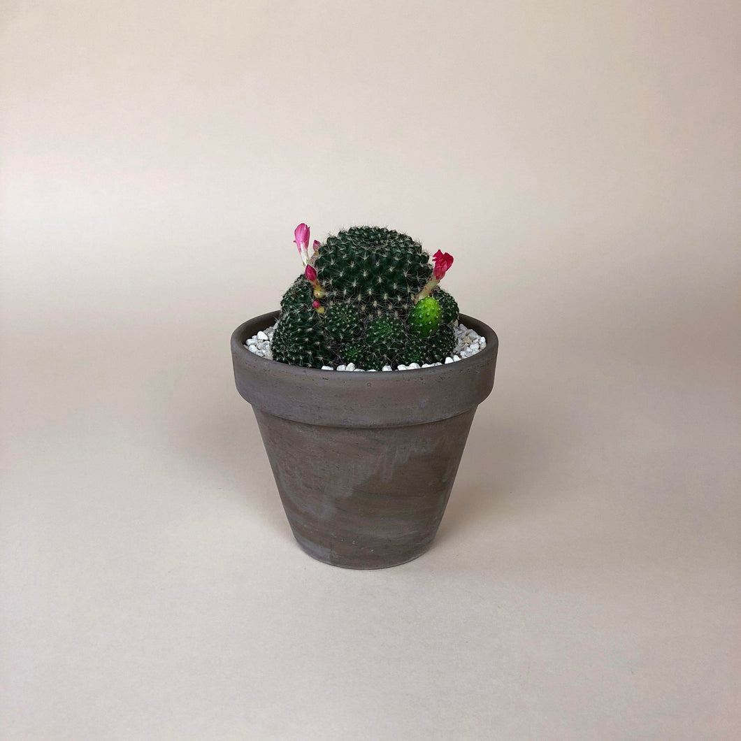 Small Potted Cactus