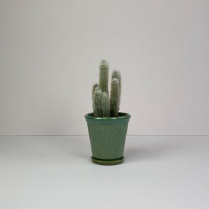 Small Cactus in Green Pot