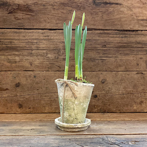 White Terracotta Potted with Narcissi
