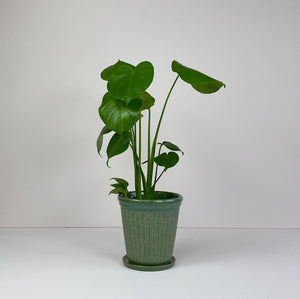 Medium Monstera in Green Pot