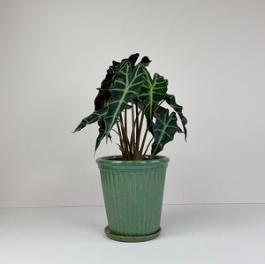 Large Potted Elephant Ear in Green Pot