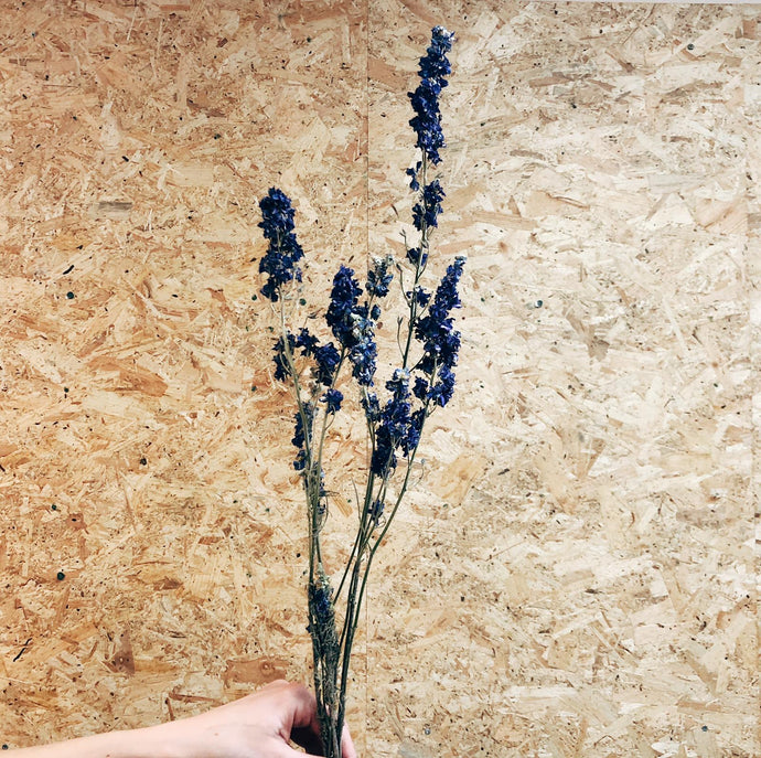 Larkspur Deep Blue