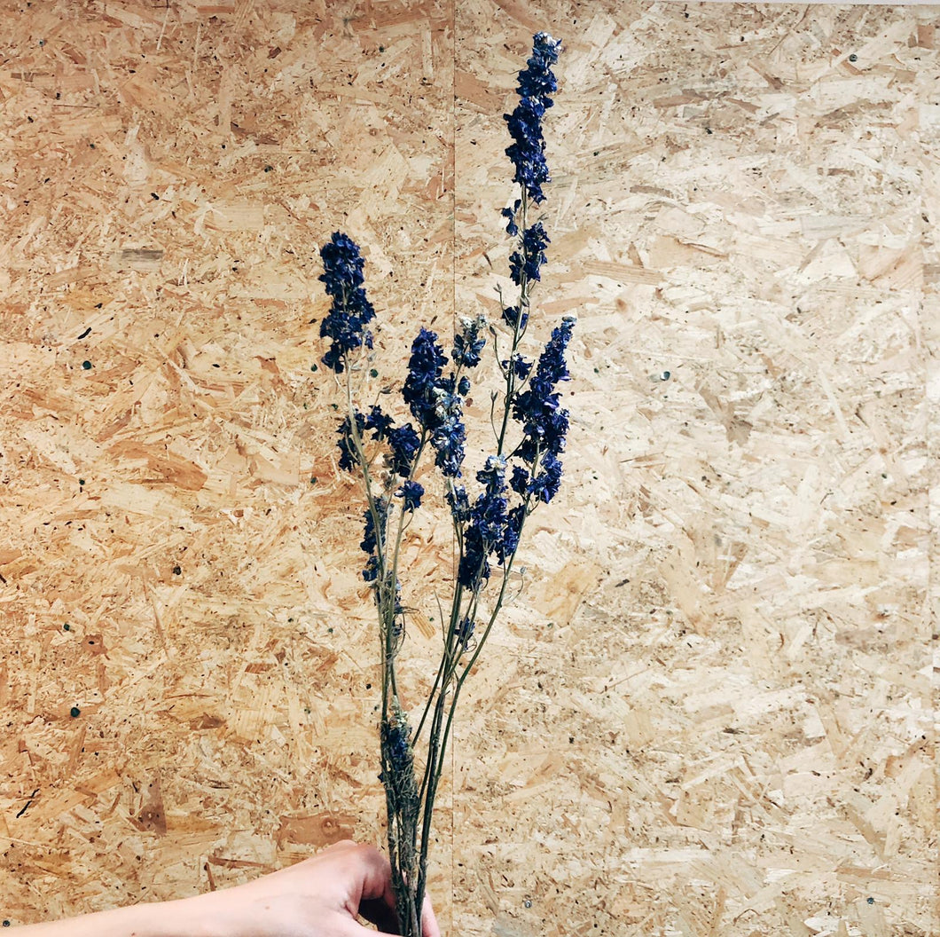 Larkspur Deep Blue