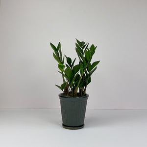 Medium Potted 'ZZ" Plant in Dark Green Pot