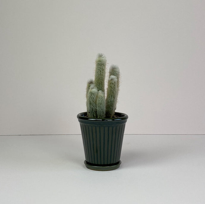 Small Cactus in Pot