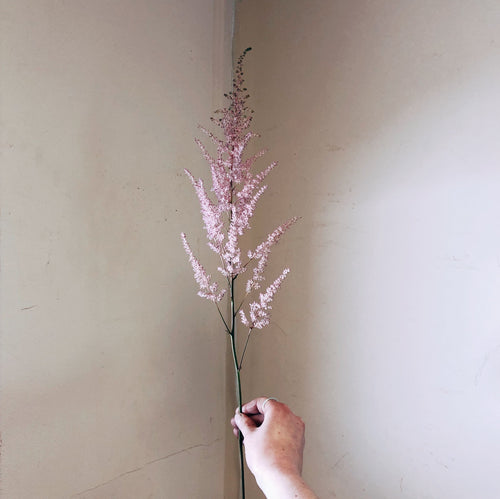 Astilbe Rosey Pink