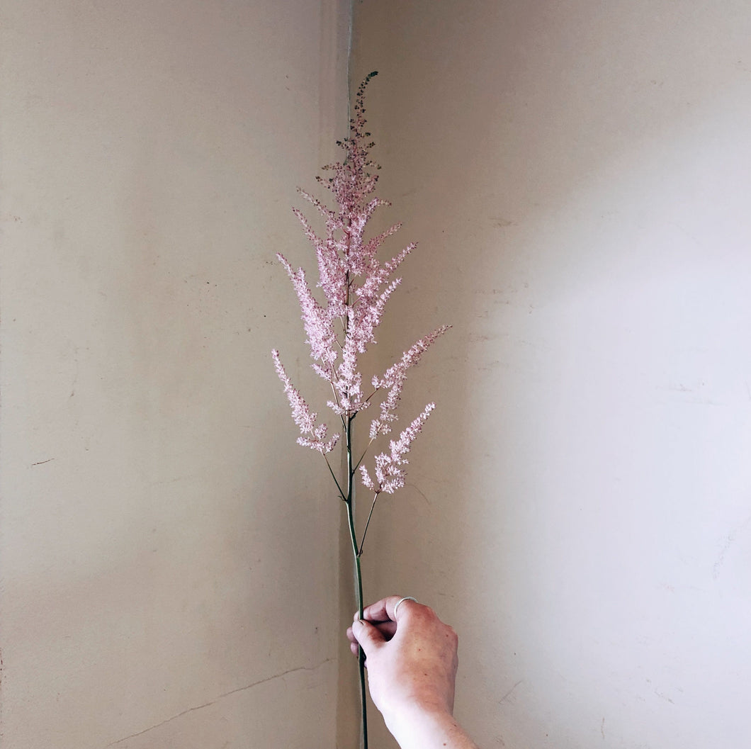 Astilbe Rosey Pink