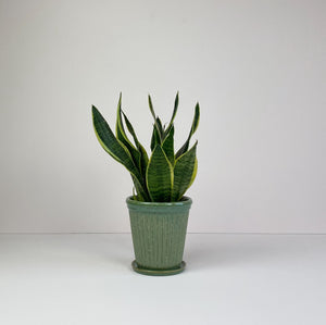 Medium Snake Plant in Green Pot