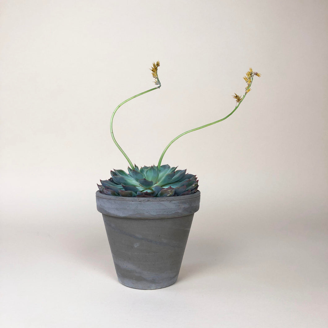 Potted Succulent