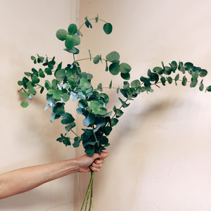 Eucalyptus Cinerea