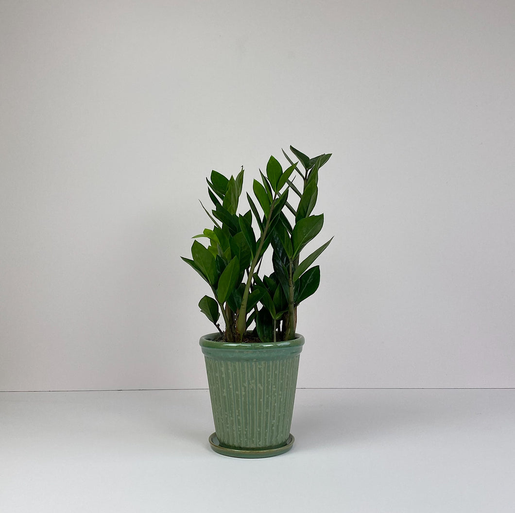 Zamioculcas Zamiifolia Potted Plant Pot