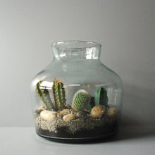 Medium Glass Jar Terrarium