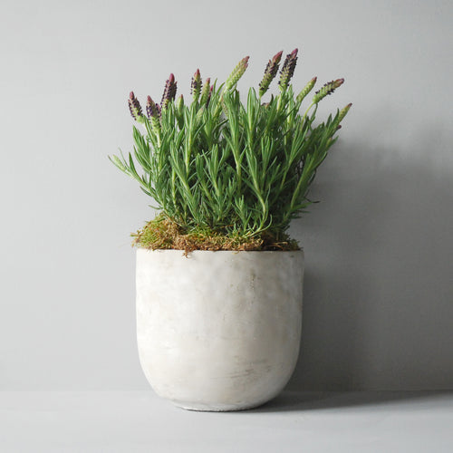 Potted Lavender