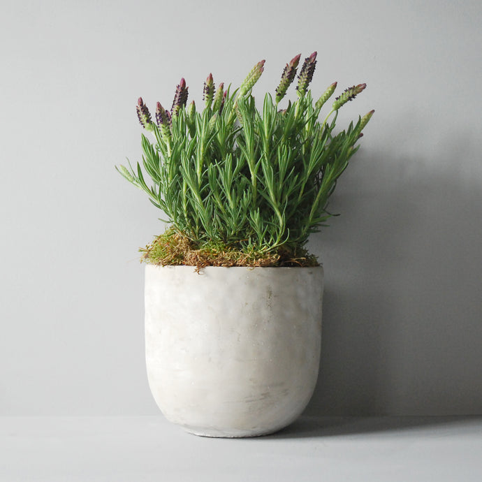 Potted Lavender
