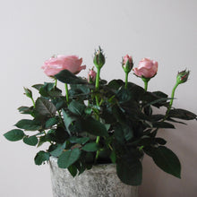 Potted Pink Rose