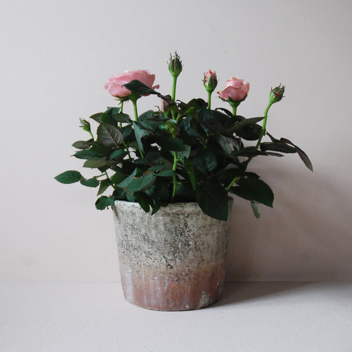 Potted Pink Rose