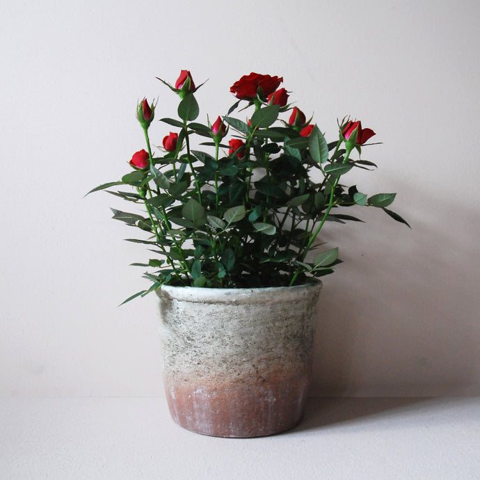 Potted Red Rose
