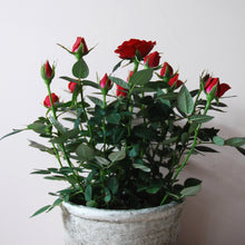 Potted Red Rose