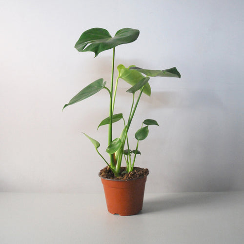 Monstera