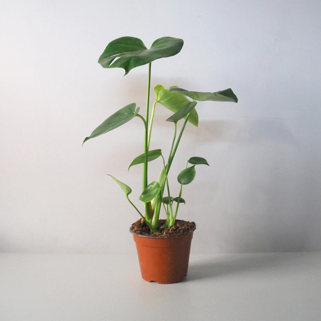 Monstera