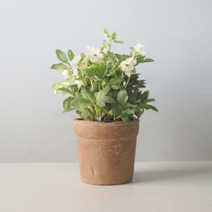 Small Potted Hellebores