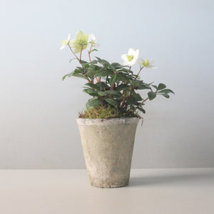 Small Potted Hellebores