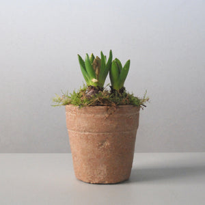 Potted Hyacinths