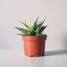 Small Succulent